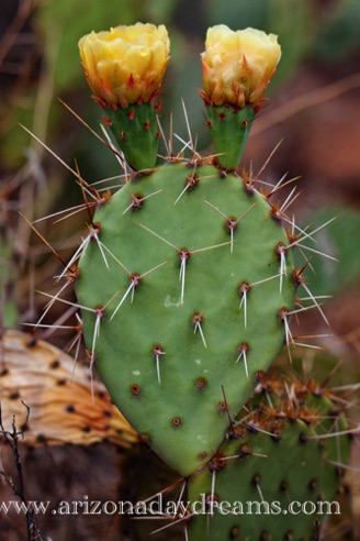 Yellow Prickly Pear Flower
Verde River, Rio Verde, AZ. Yellow Prickly Pear Flower
Verde River, Rio Verde, AZ.